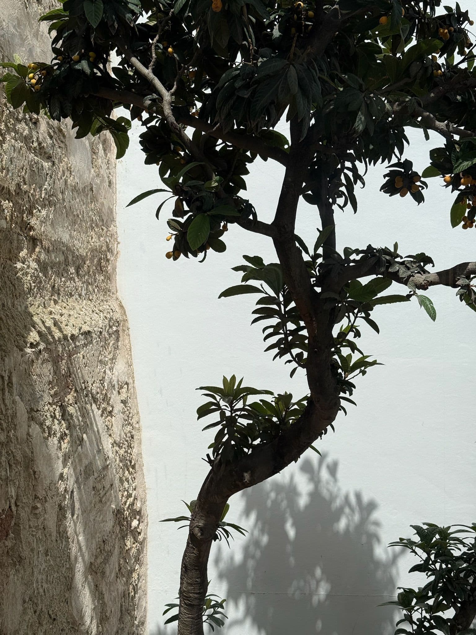 Naranjo contra el muro encalado del patio